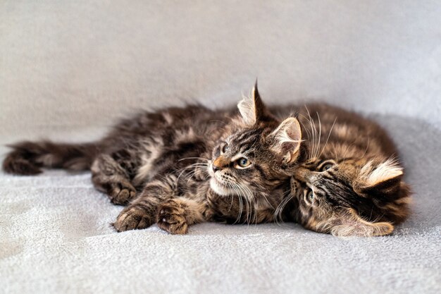 Dwie kocięta z rodziny Mainecoon leżą na lekkim puszystym kocu