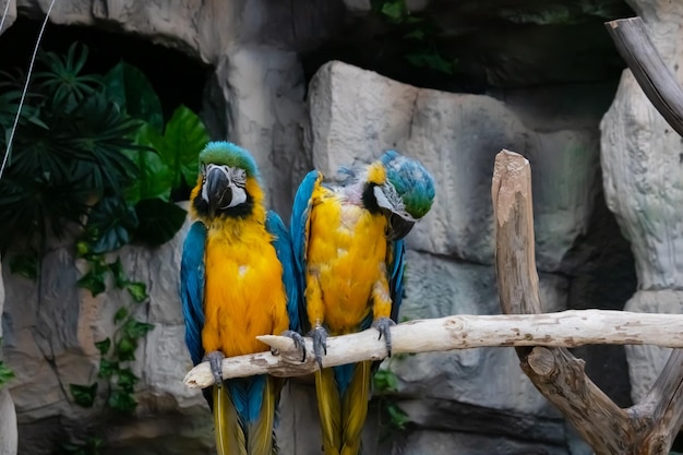 Dwie kolorowe papugi siedzą na gałęzi