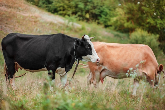 Dwie krowy jedzą na polu Krowa simentalska spokojnie pasie się na otwartym polu Ekologiczna hodowla bydła