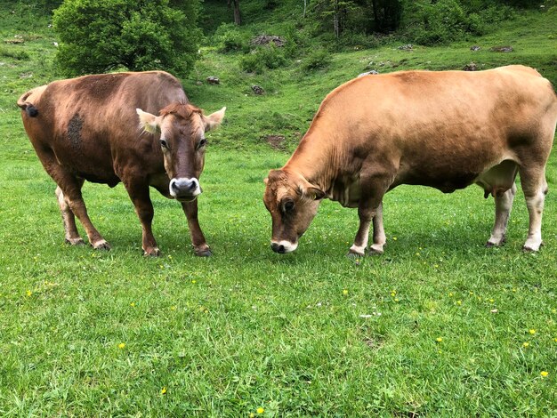 Zdjęcie dwie krowy na polu.