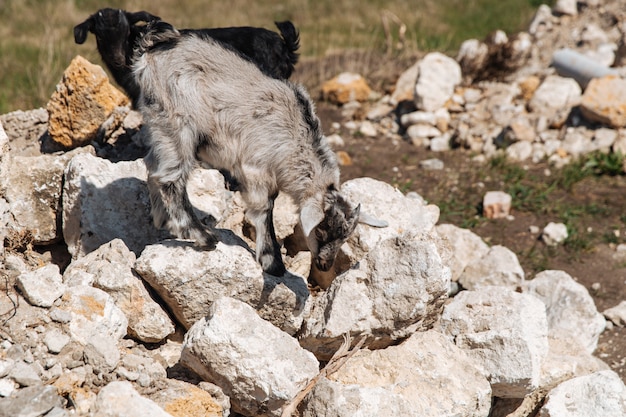 Zdjęcie dwie małe kozy chodzą po kamieniach