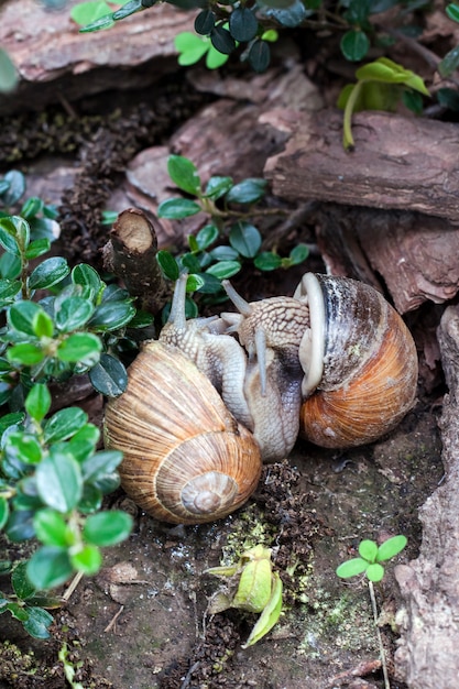 Dwie maty burgundowe (Helix pomatia)