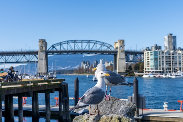 Dwie mewy stojące na Granville Island Ferry Dock Burrard Street Bridge w tle