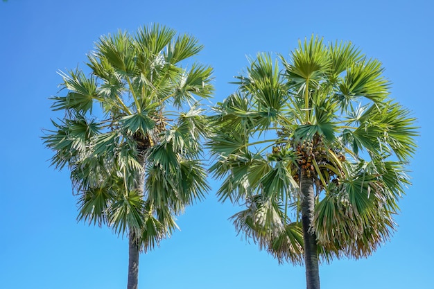 Dwie palmy na tle błękitnego nieba