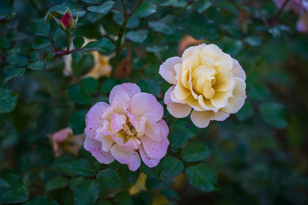 Dwie piękne kwitnące róże na krzaku róży