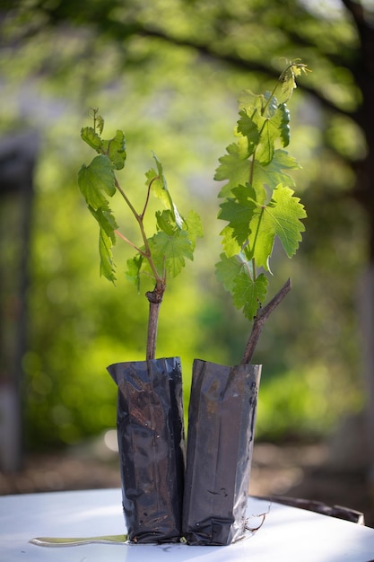 Zdjęcie dwie sadzonki winogron z zamkniętym systemem korzeniowym
