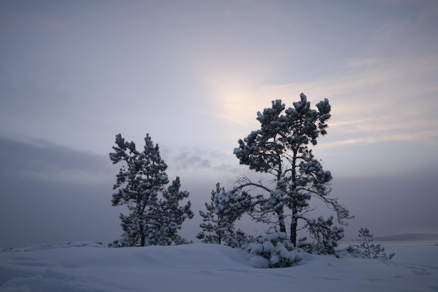 Dwie sosny pokryte śniegiem w malowniczym, klimatycznym miejscu