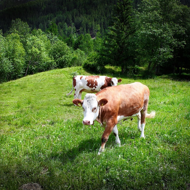 Dwie spokojne krowy na pastwisku