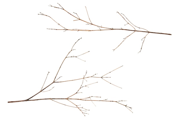 Zdjęcie dwie suche gałęzie brązowego koloru na białym tle