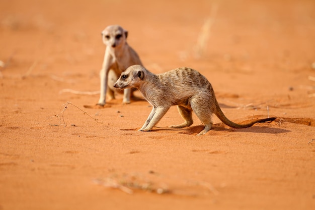 Dwie surykatki na pustyni Kalahari Namibia