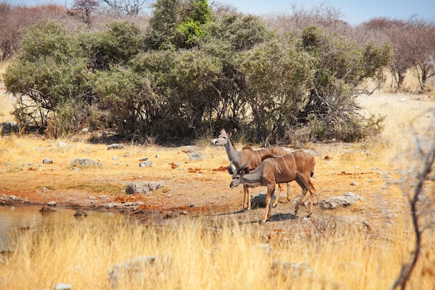 Dwie większe antylopy kudu (tragelaphus strepsiceros) w Parku Narodowym Etosha, Namibia, Afryka.