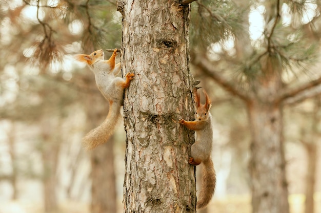 Dwie Wiewiórki Siedzą Na Pniu Drzewa. Sciurus Pospolity.