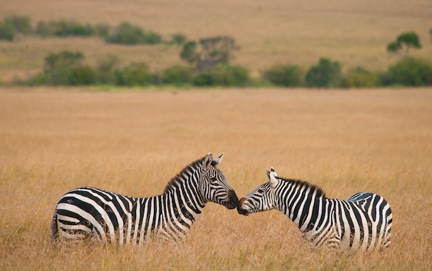 Dwie Zebry Na Sawannie. Kenia. Tanzania. Park Narodowy. Serengeti. Masajowie Mara.