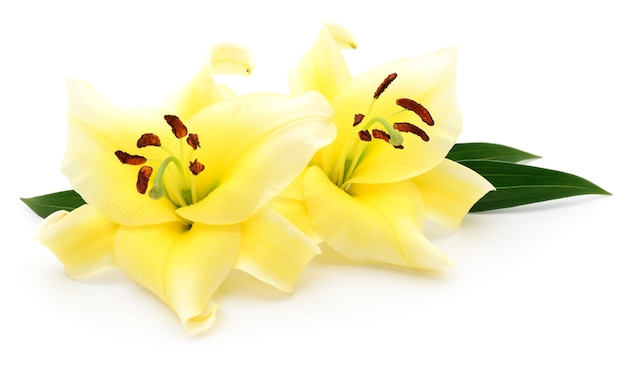 Dwie żółte lilie na białym tle na białym tle.
