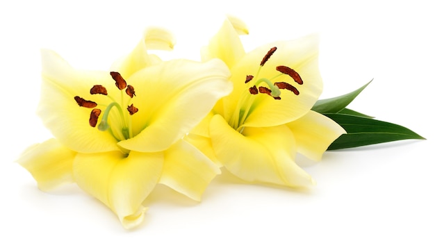 Dwie żółte lilie na białym tle na białym tle.