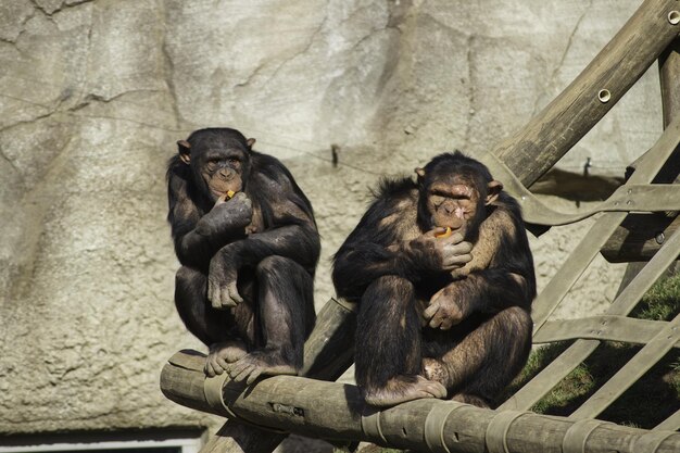 Dwoje ludzi siedzi w zoo.