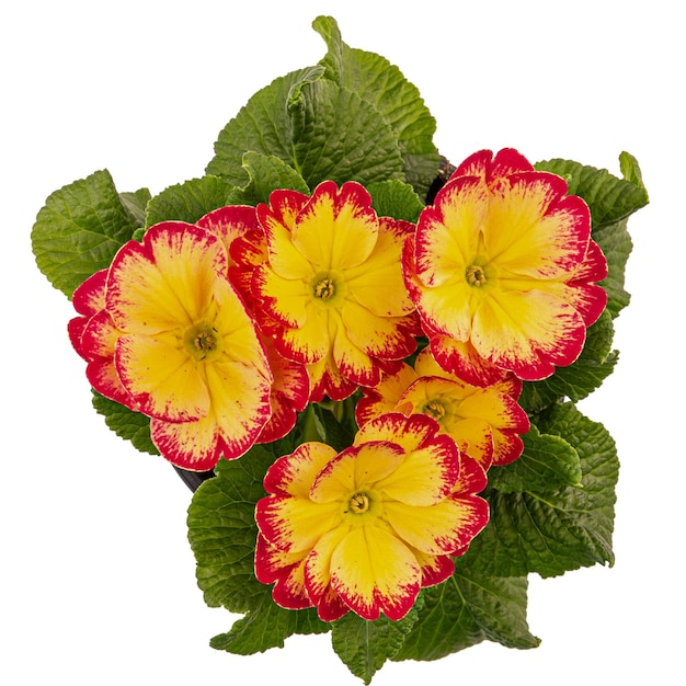 Dwukolorowy czerwony żółty kwiat pierwiosnków