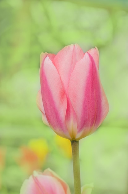 Dwukolorowy tulipan mieszanka różu i bieli z żółtą podstawą Wczesne kwitnące tulipany