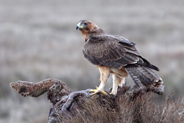 Dwuletnia suczka Bonellis Eagle z pierwszym światłem dnia na swojej ulubionej okoni