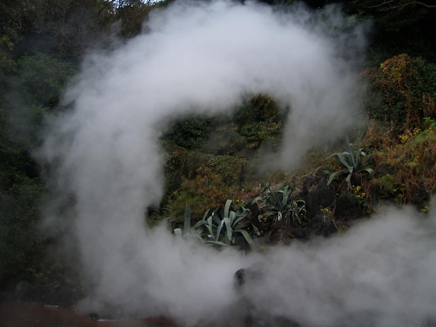 Zdjęcie dym emitujący się z lasu