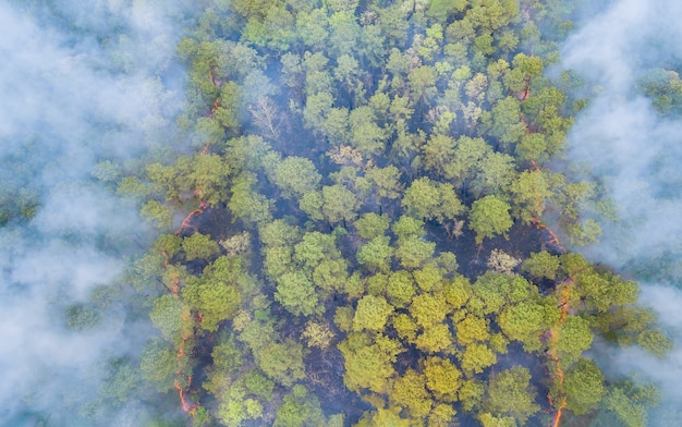 Zdjęcie dym z pożaru lasu wydobywający się z lasu pełnego różnego rodzaju zielonych roślin