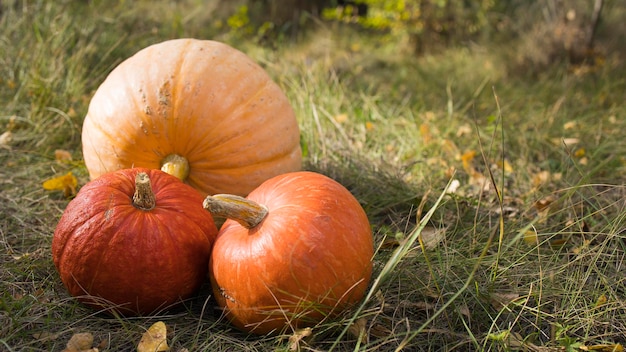 Dynia gotowa na makieta uroczystości halloween na pocztówkę i tło zaproszenia lub reklamy z pustą przestrzenią