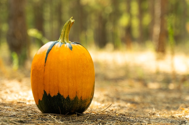 Zdjęcie dynia na dnie lasu pokryte korą drzewa. idealny obraz na jesień, halloween, święto dziękczynienia, motywy świąteczne