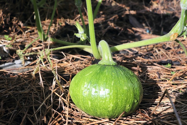 Zdjęcie dynia, świeże owoce, zielona, organiczna roślina