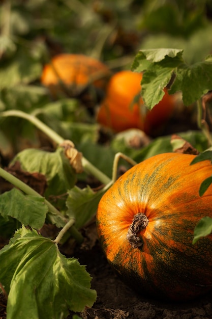 Dynia w ogrodzie w liściach Rolnictwo agronomia przemysł