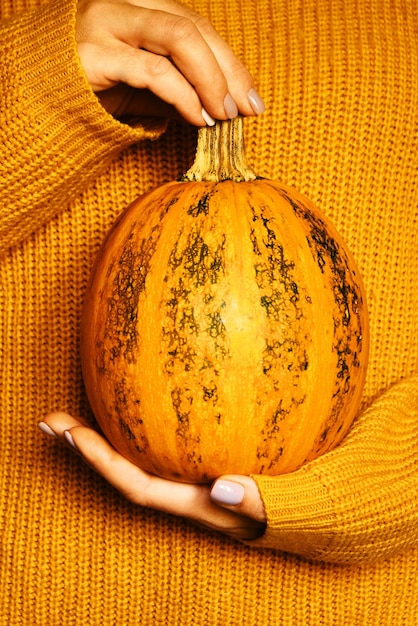 Dynia w rękach kobiety w pomarańczowym ciepłym jesiennym przytulnym wełnianym swetrze