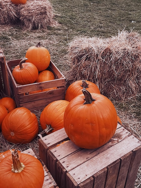 Dynie Halloween i dekoracja świąteczna w sezonie jesiennym zbiory dyni na obszarach wiejskich i sezonowe rolnictwo na zewnątrz w przyrodzie