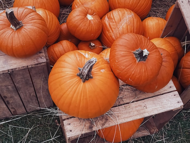 Dynie Halloween i dekoracja świąteczna w sezonie jesiennym zbiory dyni na obszarach wiejskich i sezonowe rolnictwo na zewnątrz w przyrodzie