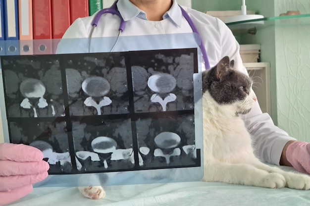 Dyplomowany lekarz weterynarii otrzymał wynik prześwietlenia narządów wewnętrznych kota
