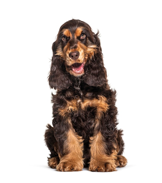 Dysząc brązowy cocker spaniel angielski pies siedzi na białym tle
