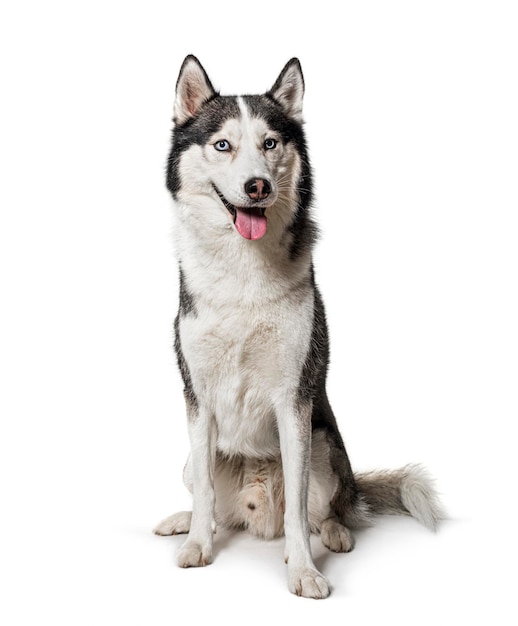 Dysząc Siberian Husky pies siedzi na białym