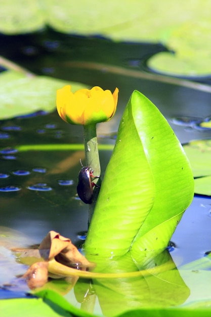 Dytiscidae siedzi na kwiacie żółtej Nuphar lutea