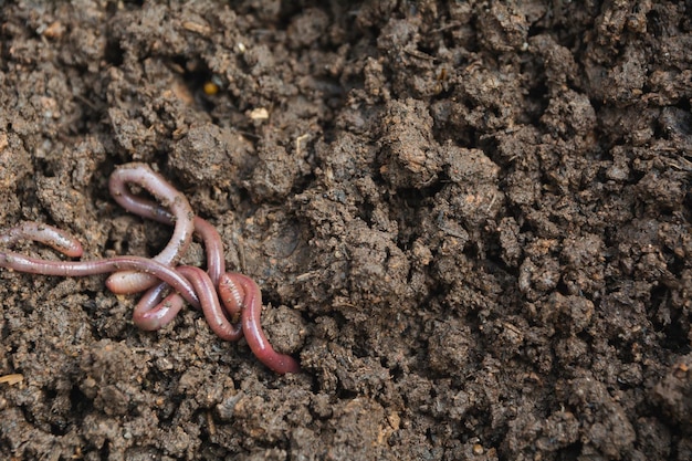 Zdjęcie dżdżownice na glebie dżdżownice na ziemi dla koncepcji rolnictwa i ogrodnictwa z dżdżownicami