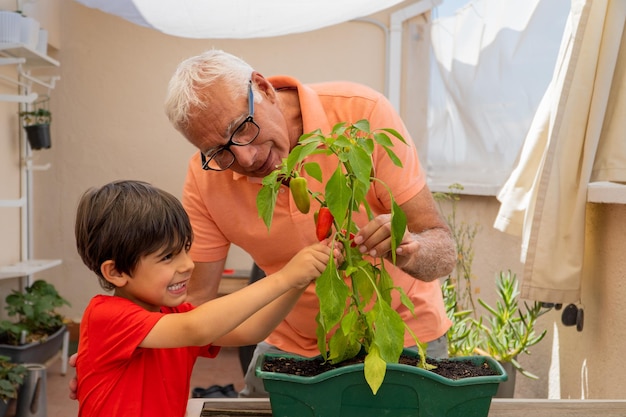 Dziadek i wnuk zbierają latem paprykę w miejskim ogrodzie na tarasie