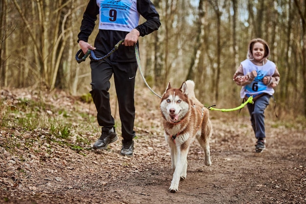 Działający ojciec i dziewczyna z ciągnącym psa zaprzęgowego Siberian Husky w uprzęży na jesiennej leśnej drodze