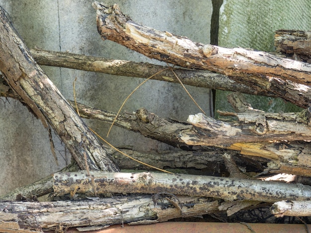 Dzianie starego drewna opałowego Dużo grubych, suchych gałęzi
