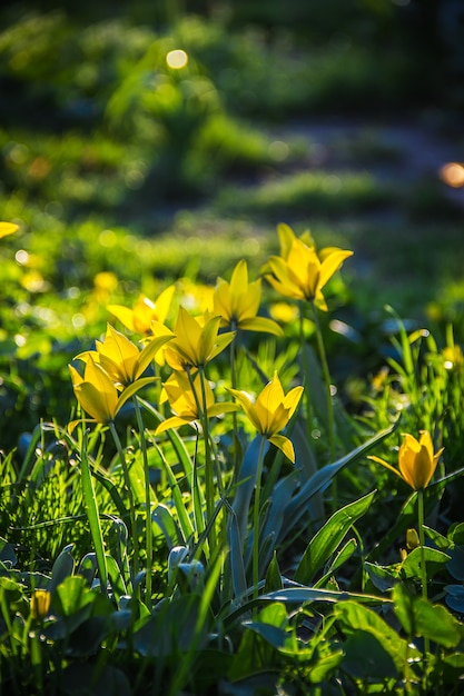 Dzicy żółci tulipany w domowym ogródzie