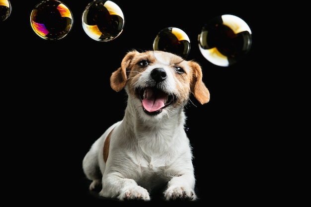 Dzieciństwo. Pies Jack Russell Terrier. Śliczny figlarny piesek lub zwierzę domowe grając na czarnym tle z baniek mydlanych. Pojęcie ruchu, akcji, ruchu, miłości do zwierząt. Wygląda na szczęśliwą, zachwyconą, zabawną.