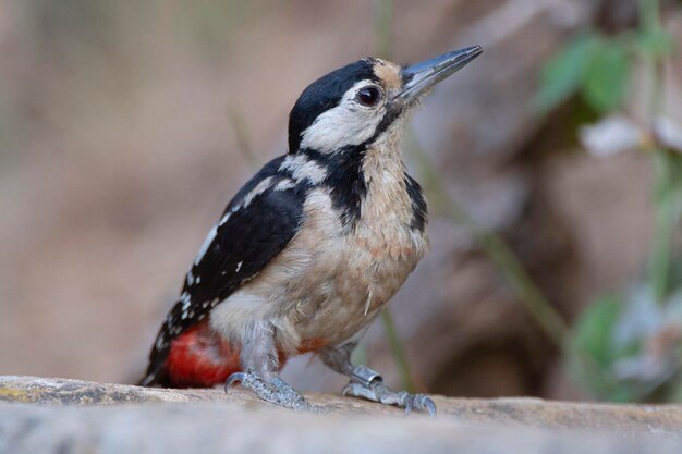 Dzięcioł duży Dendrocopos major Malaga Hiszpania