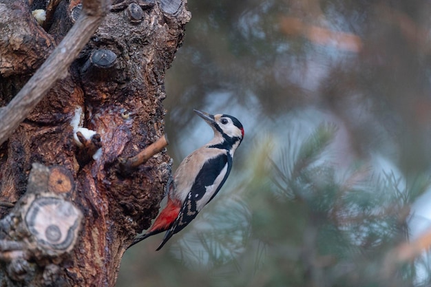 Dzięcioł Duży Dendrocopos Major Malaga Hiszpania