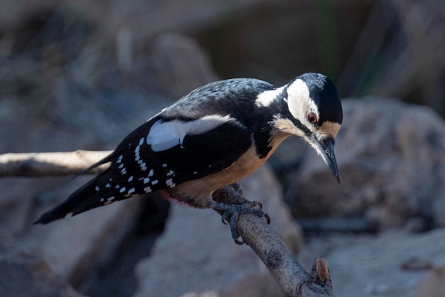 Zdjęcie dzięcioł duży dendrocopos major malaga hiszpania