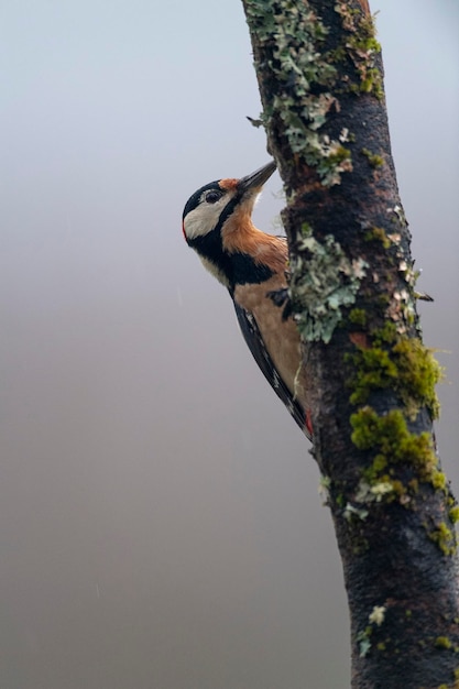 Dzięcioł plamisty (Dendrocopos major) Leon, Hiszpania