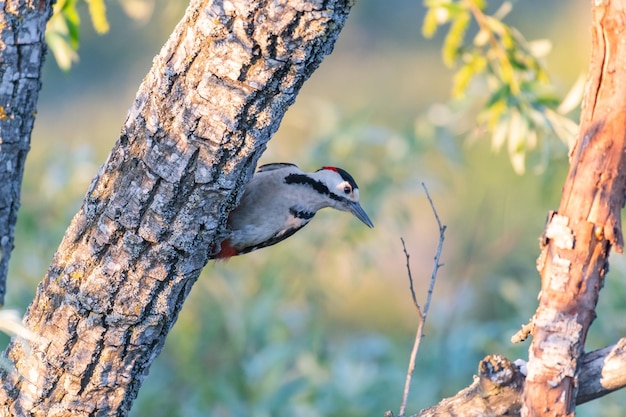 Dzięcioł syryjski Dendrocopos syriacus w siedlisku.