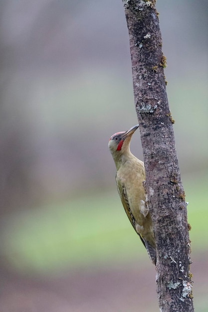 Dzięcioł zielony (Picus viridis) Leon, Hiszpania