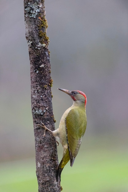 Dzięcioł zielony (Picus viridis) Leon, Hiszpania