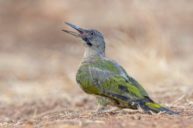 Zdjęcie dzięcioł zielony picus viridis toledo hiszpania